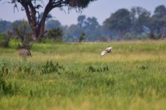 Black-Bellied Bustard