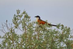 Coppery-Tailed Coucal