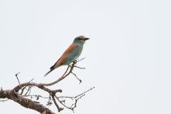 European Roller