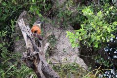 Red-Backed Shrike