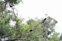 Green Woodhoopoe