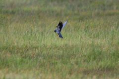 Red-Footed Falcon