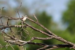 Red-Backed Shrike