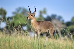 Reedbuck