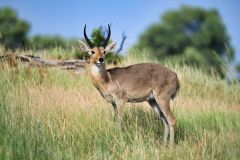 Reedbuck