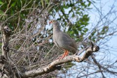 Red-Billed Spurfowl