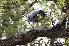 African Harrier-Hawk