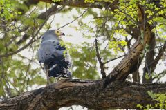 African Harrier-Hawk