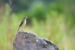 Rufous-Naped Lark