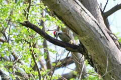 Bearded Woodpecker