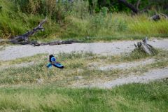 Lilac-Breasted Roller