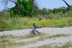 Lilac-Breasted Roller