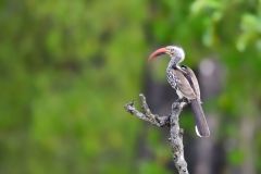 Southern Red-Billed Hornbill