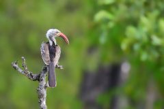 Southern Red-Billed Hornbill