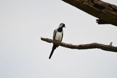 Namaqua Dove