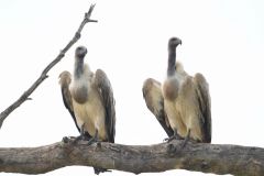 White-Backed Vulture