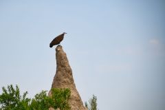 Hooded Vulture