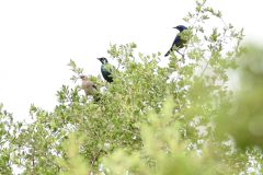 Wattled Starling