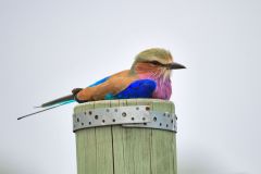 Lilac-Breasted Roller