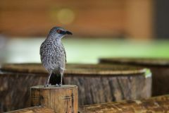 Arrow-Marked Babbler