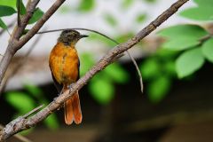 White-Browed Robin-Chat