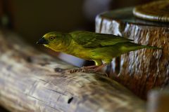 Holub's Golden-Weaver