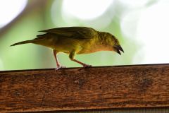 Holub's Golden-Weaver