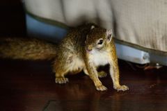 African Tree Squirrel