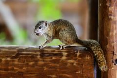 African Tree Squirrel