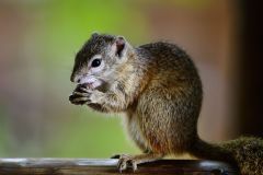 African Tree Squirrel