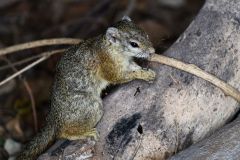 African Tree Squirrel