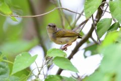 Green-Backed Camaroptera