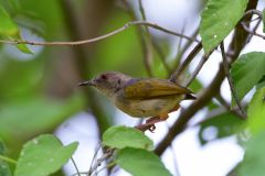 Green-Backed Camaroptera