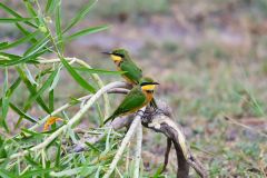 Little Bee-Eater