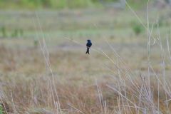 Fork-Tailed Drongo