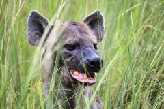 Spotted Hyena