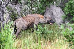 Spotted Hyena