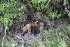 Spotted Hyena