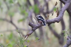 White Helmetshrike