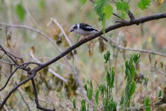 White Helmetshrike