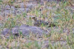 Double-Banded Sandgrouse