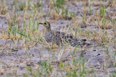 Double-Banded Sandgrouse