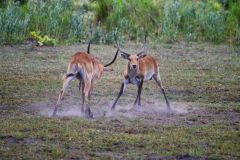 Red Lechwe