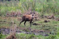 Sitatunga