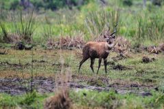 Sitatunga