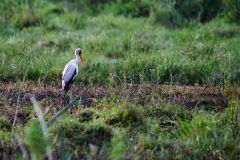 Yellow-Billed Stork