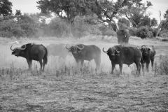 Cape Buffalo