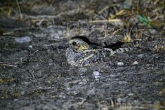 Fiery-Naped Nightjar