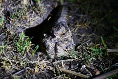 Fiery-Naped Nightjar