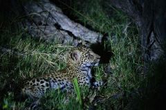 Leopard Cub